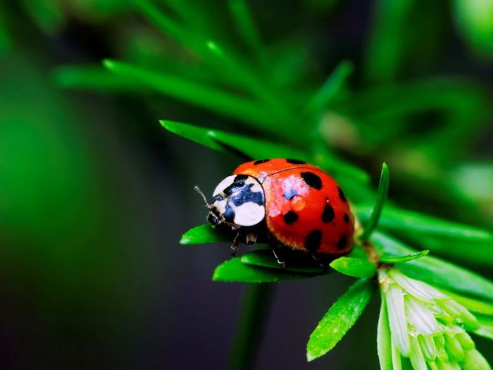4385054_430_Animals_Insects_The_Bug_005064_ (700x525, 34Kb)