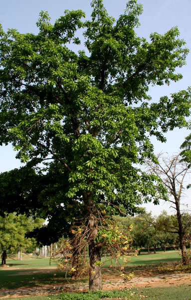 Naglingam_(Couroupita_guianensis)_tree_in_Hyderabad,_AP_W_IMG_6612 (383x600, 162Kb)