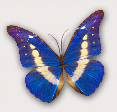 бабочка (394x376, 370Kb)