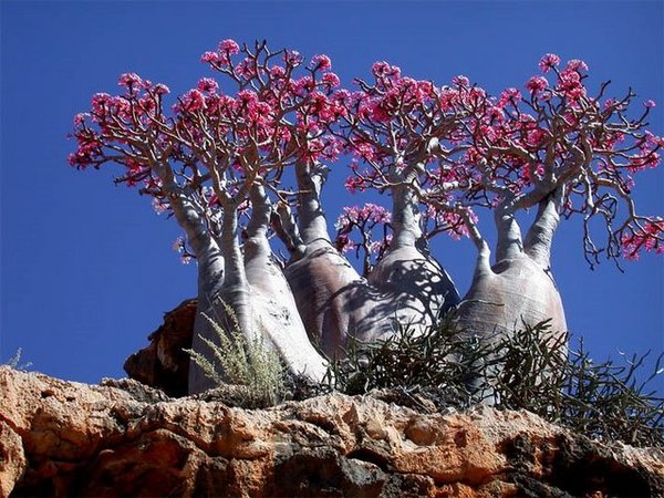 Socotra_Island_15[1] (600x450, 92Kb)