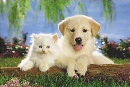lg3238+cat-and-dog-real-pals-poster (452x303, 57Kb)