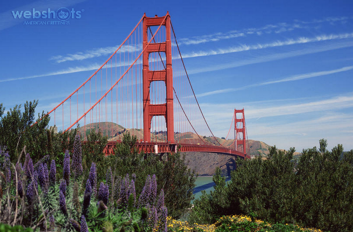 Proshots - Golden Gate Bridge and Lupine, San Francisco, California - Professional Photos (700x461, 681Kb)