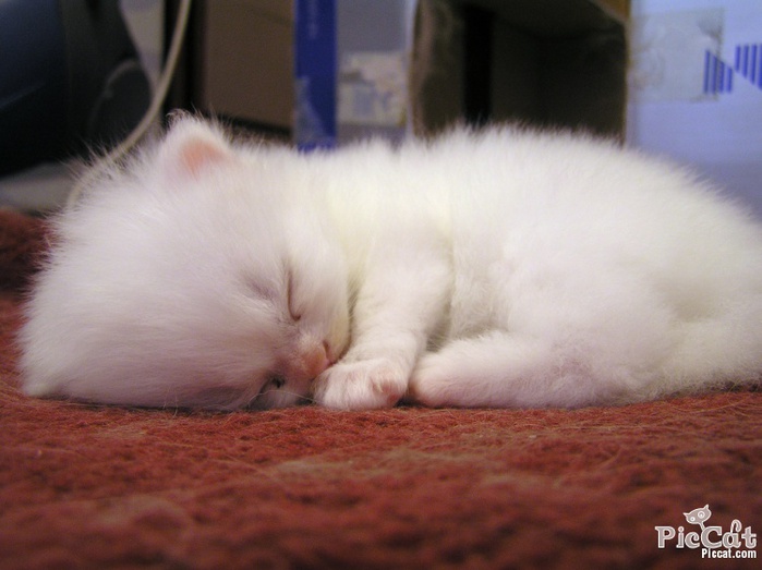 cute_white_kitten (700x523, 96Kb)
