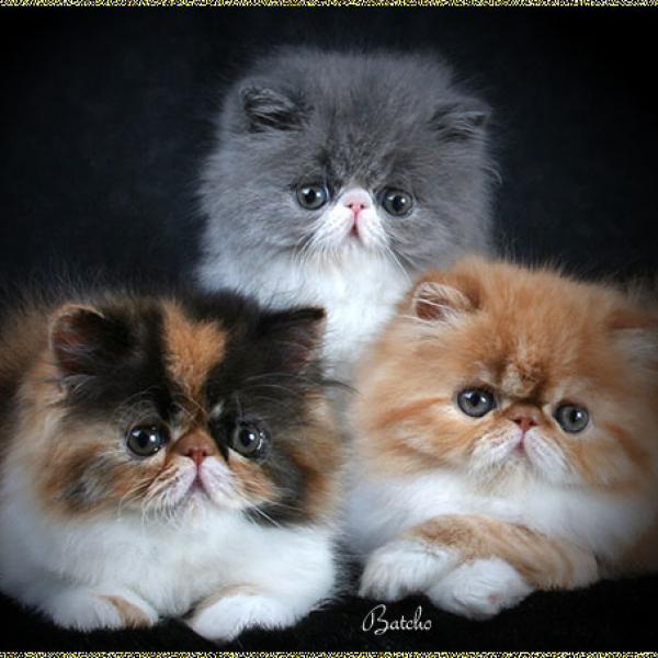 kitten_379 (600x600, 44Kb)