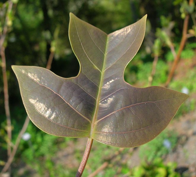 661px-Liriodendron_chinense_01 (661x599, 58Kb)