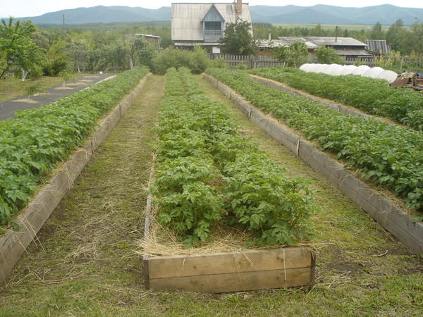гряды овощи огород урожай пермакультура картошка