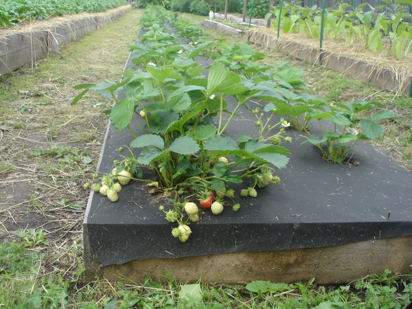 гряды овощи огород урожай пермакультура клубника
