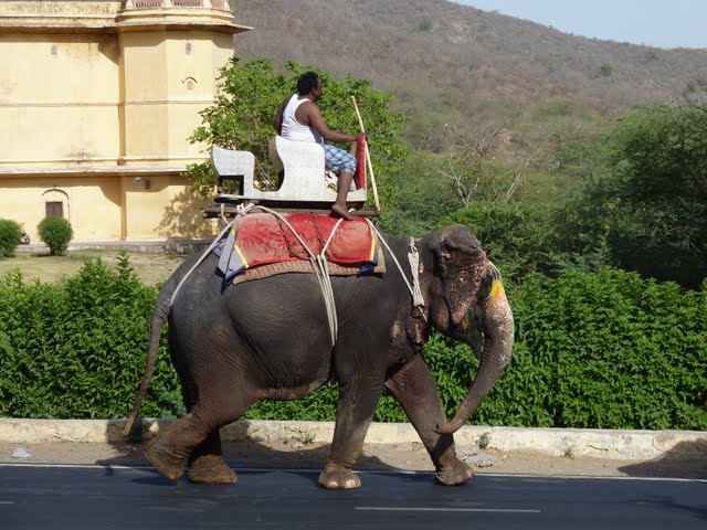 Форт Амбер (Amber Fort) 23184