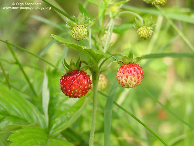 2222299_wild_strawberry_fragaria_vesca (640x480, 53Kb)