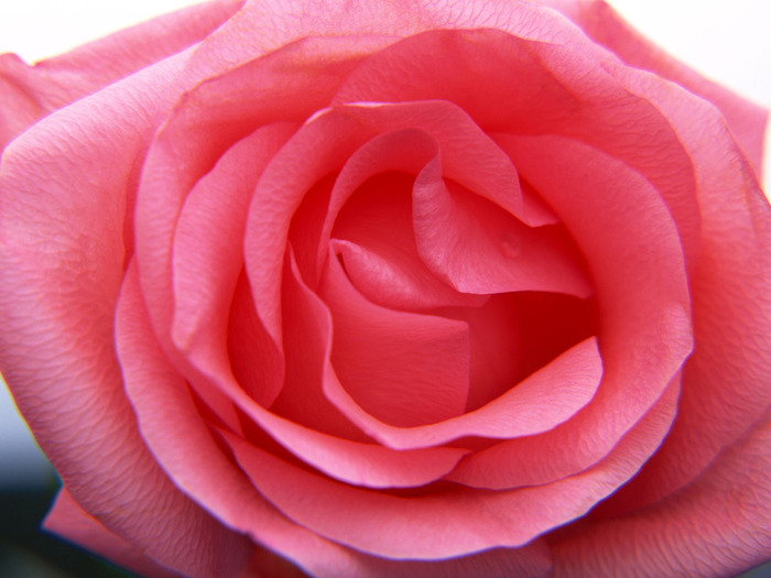 Pink Nice Best Rose Flower Wallpapers