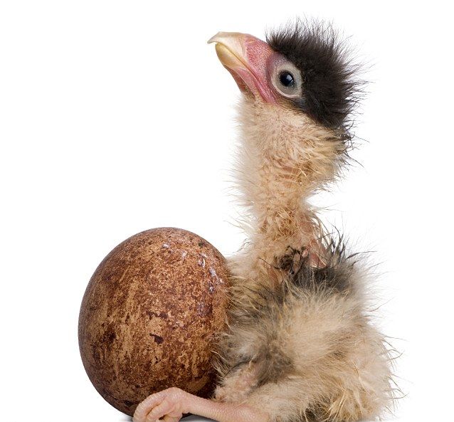 chick (2) (638x593, 56Kb)