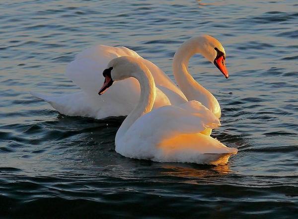 3303834_Swans8 (600x441, 40Kb)