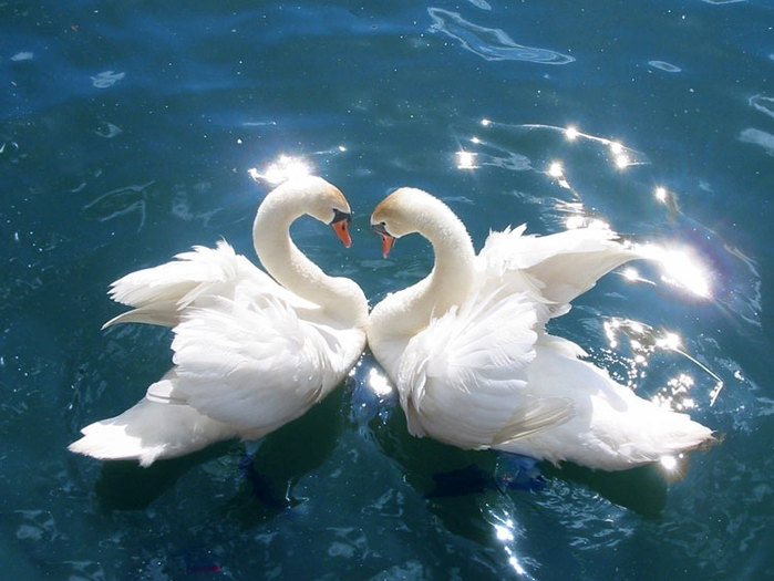 3303834_Swans6 (700x525, 81Kb)