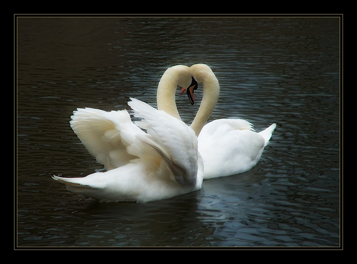 3303834_Swans7 (700x519, 111Kb)