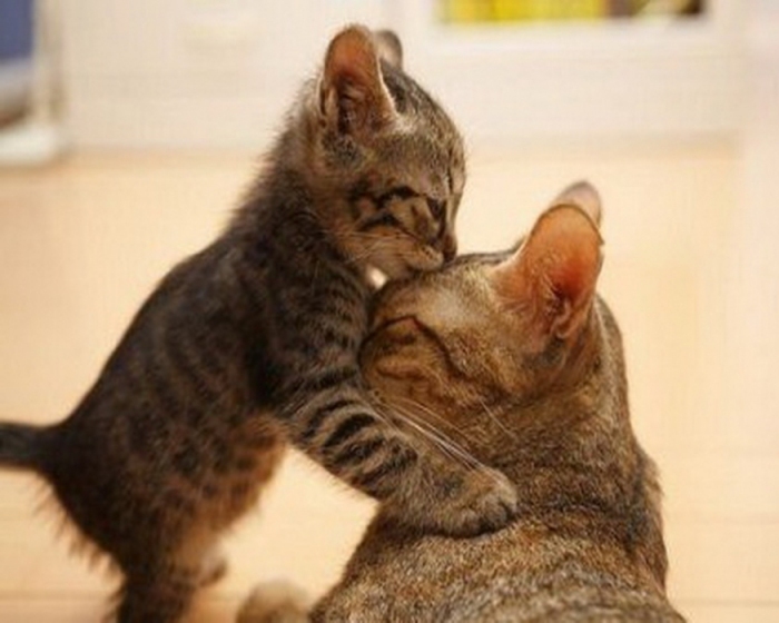 3476026_mothers-love2 (700x560, 156Kb)