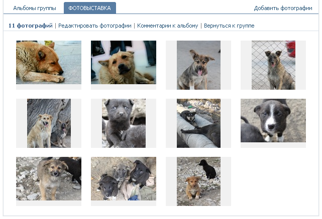 Фотовыставка бездомных животных в Саратове/2270477_4 (641x437, 277Kb)