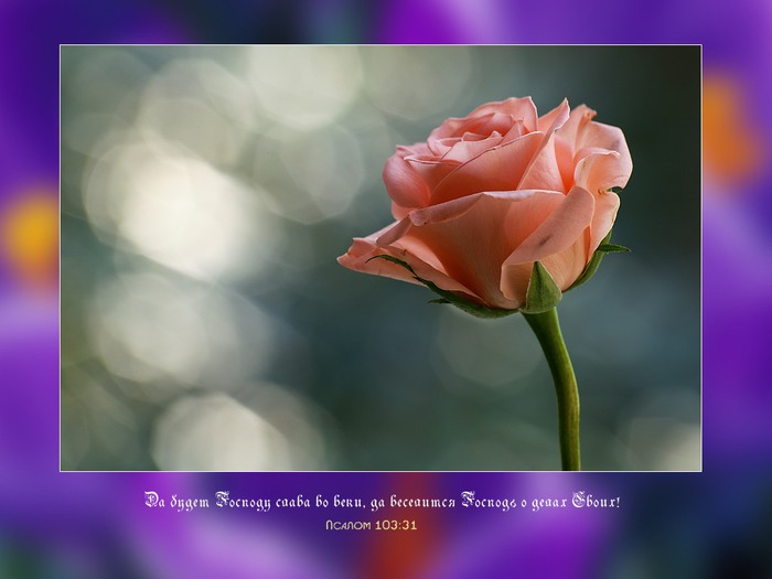 photo07 (700x525, 51Kb)