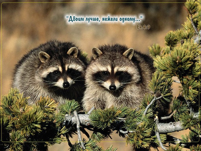 photo54 (700x525, 165Kb)