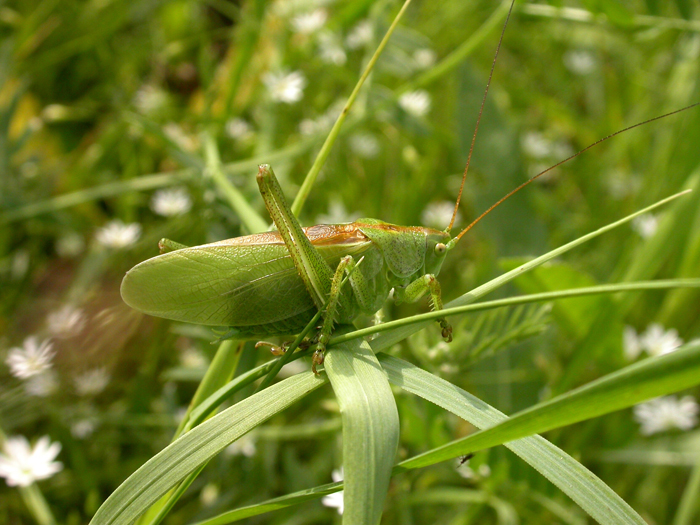 3370484_kuznechik_pevchii__TETTIGONIA_CANTANS (700x525, 359Kb)