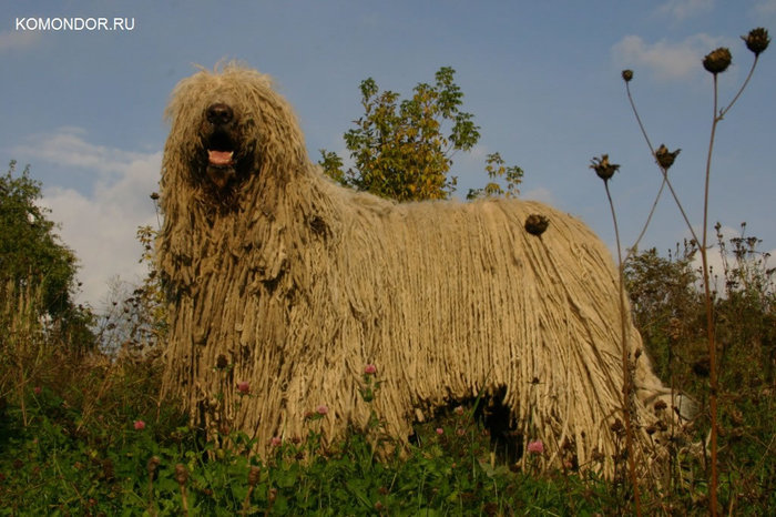 komondor_ru_fotos_002_jpg (700x466, 98Kb)