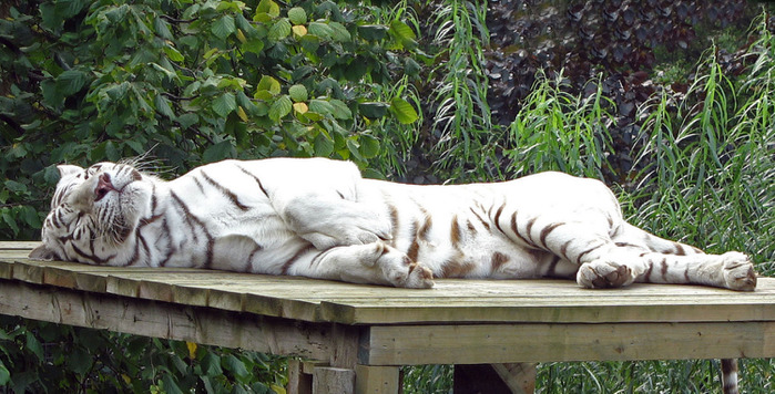 white-tiger-sunbathing (700x356, 143Kb)