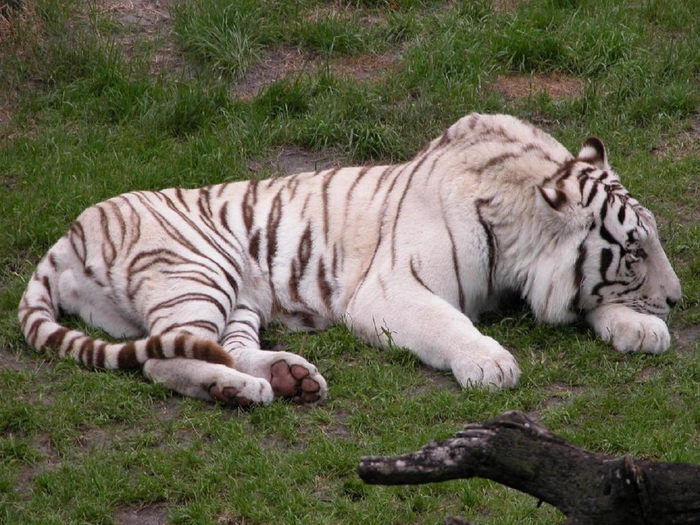 White-Tiger-2 (700x525, 322Kb)