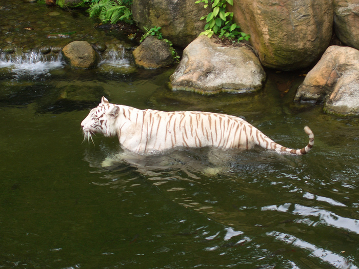 White_Tiger_Singapore_Zoo_2006-03-31 (700x525, 227Kb)