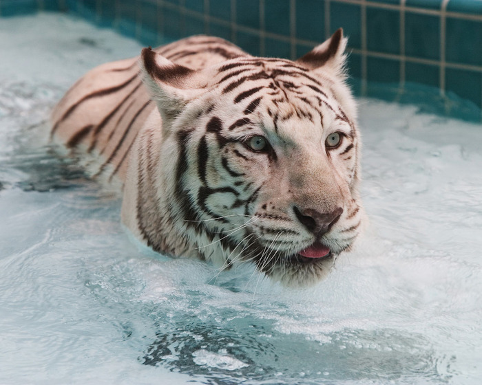 White_tiger (700x560, 125Kb)