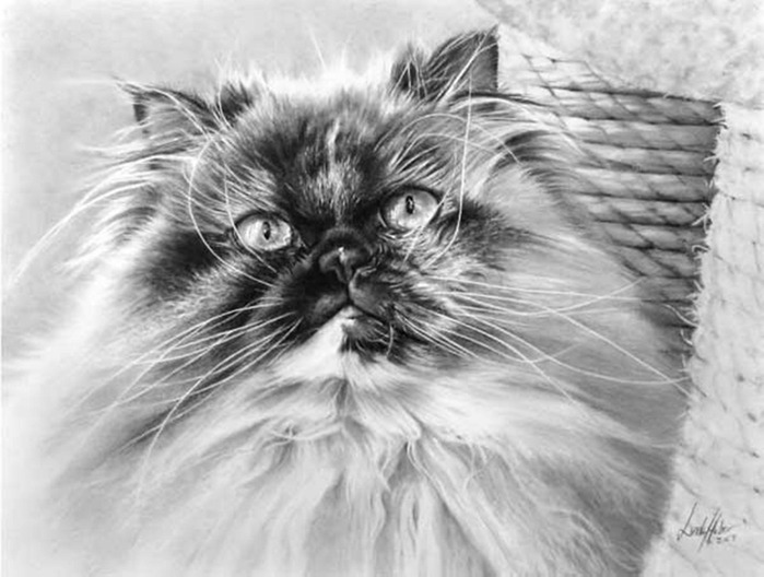 linda-huber-pencil-art-24 (700x528, 84Kb)