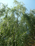  S6305082 (525x700, 614Kb)