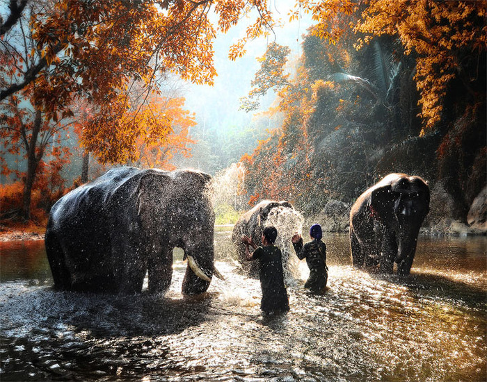 elephant-photos-4 (700x550, 270Kb)