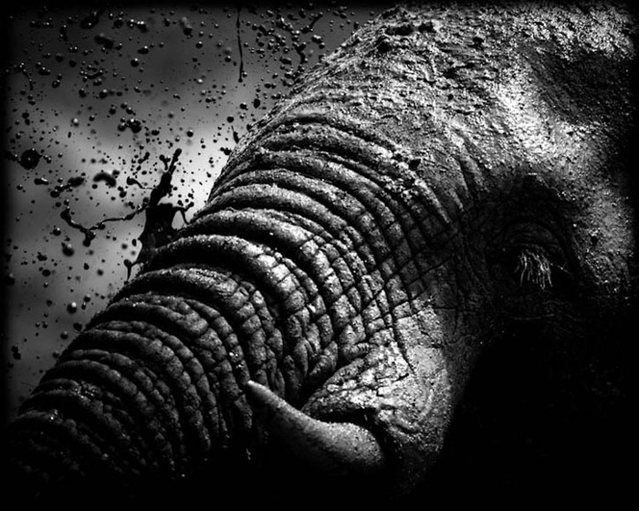 elephant-photos-10 (700x560, 129Kb)