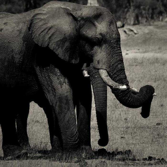 elephant-photos-14 (700x700, 150Kb)
