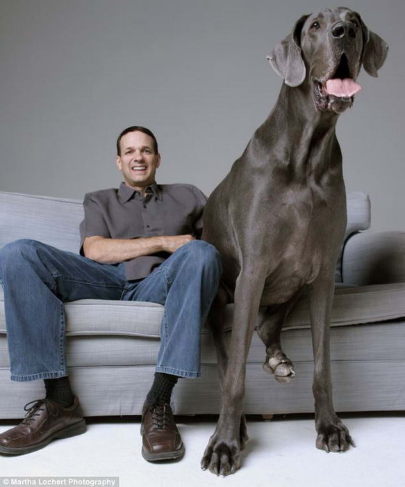 biggest-dog (583x700, 80Kb)