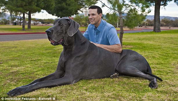 biggest-dog3 (613x349, 54Kb)