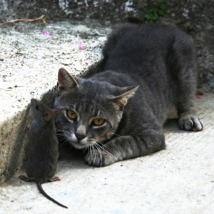 Кот поймал мышь картинка