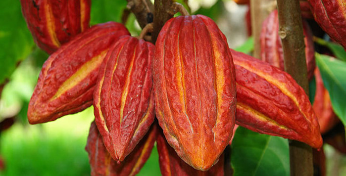 cacao (700x356, 97Kb)