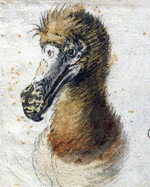 4000579_479pxSaftleven_dodo (479x599, 121Kb)