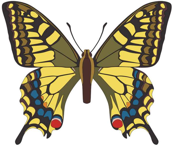 Papilio_machaon (700x591, 49Kb)