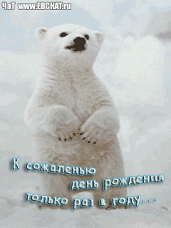 День рож бел медведьU (240x320, 131Kb)