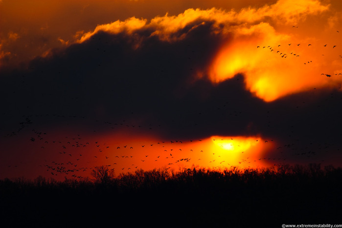 Sun Pillar and Geese (700x466, 62Kb)