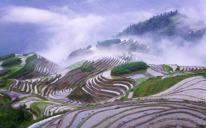 Rice-terraces-in-early-morning-mist-Guangxi-Province-China (700x437, 132Kb)
