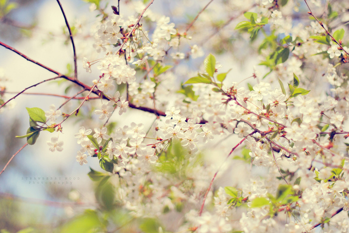 3749748_5761647736_222a97b9d1_b (700x468, 204Kb)