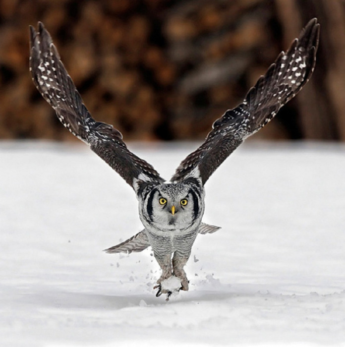 animal-photography-owl (696x700, 98Kb)
