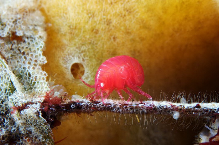 Acanthonotozoma-inflatum-on-bryozoa (700x463, 116Kb)