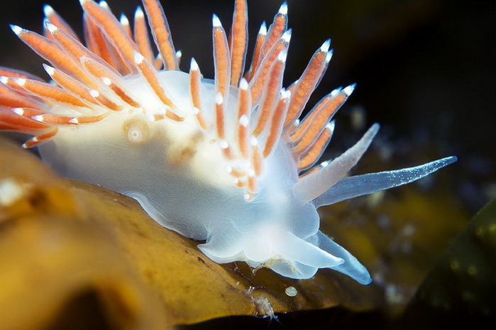 Coryphella-verrucosa-feeding-on-hydrozoans (700x466, 92Kb)