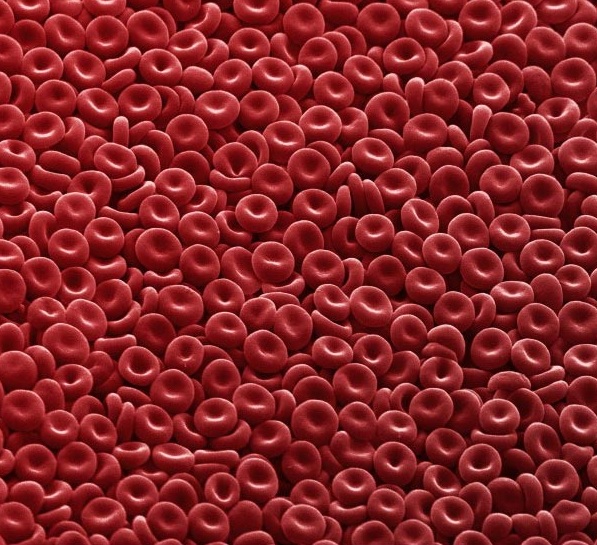looking-at-the-world-through-a-microscope-red-blood-cells (597x545, 159Kb)