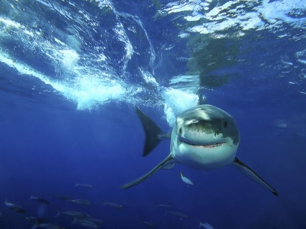 dangerous05-great-white-shark_16655_600x450 (600x450, 38Kb)