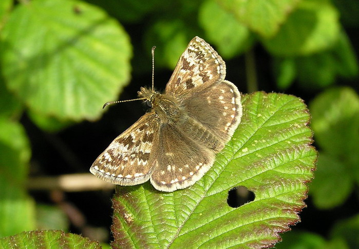 http://img1.liveinternet.ru/images/attach/c/3/77/481/77481619_large_The_Dingy_Skipper_Butterfly.jpg