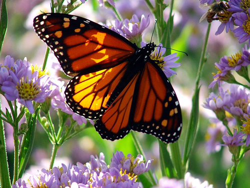 http://img1.liveinternet.ru/images/attach/c/3/77/481/77481685_large_The_Monarch_Butterfly.jpg